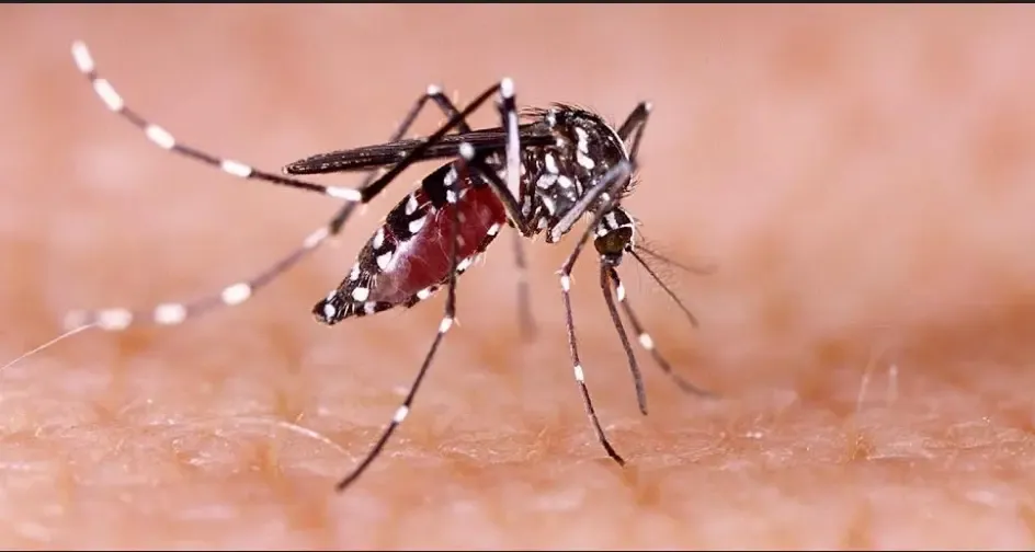 Chennai dengue surge: 140 cases in 10 days as fever spike hits city suburbs