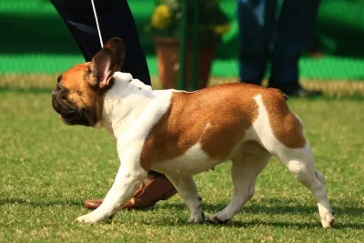 Is Chennai Launching a Door-to-Door Survey for Pet Dog Microchipping and Licensing?