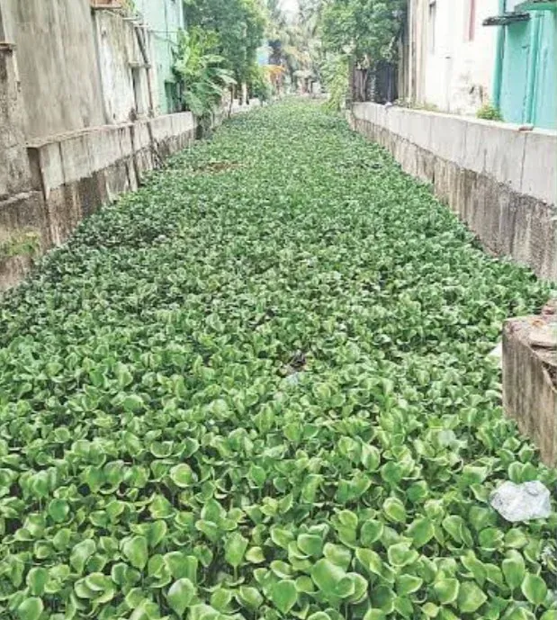 Vyasarpadi canal choked by hyacinth raises Chennai flood fears