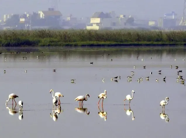Will Pallikaranai Marsh Receive Stringent Protection After NGT Action?