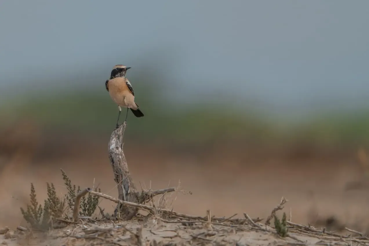 Is Chhari Dhand in Kutch Now Gujarat’s Fifth Ramsar Wetland?