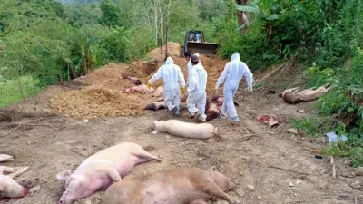 Outbreak of African Swine Fever in Chhattisgarh: 300 Pigs Culled to Contain Spread