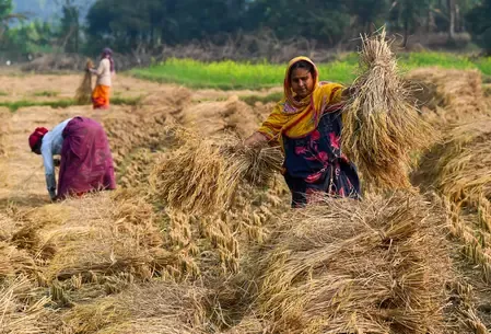 Who Was Arrested in the Chhattisgarh Paddy Procurement Scam?