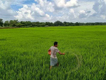Will Chhattisgarh Procure Paddy at Rs 3,100 per Quintal Starting November 15?