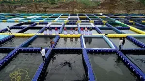 Empowering Chhattisgarh Women through Fish Farming in Repurposed Stone Quarries