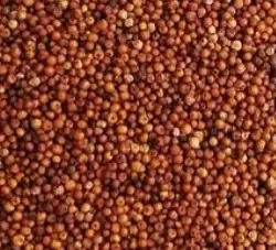 क्या छोटे-छोटे दानों में सेहत का बड़ा खजाना है फिंगर मिलेट?