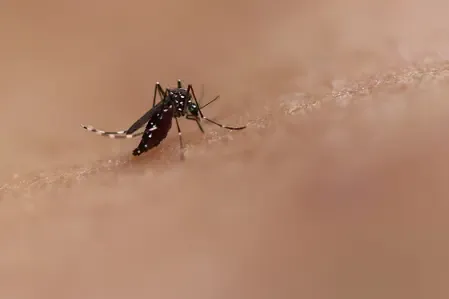 Why Are Chikungunya Cases Rising in Southern TN?
