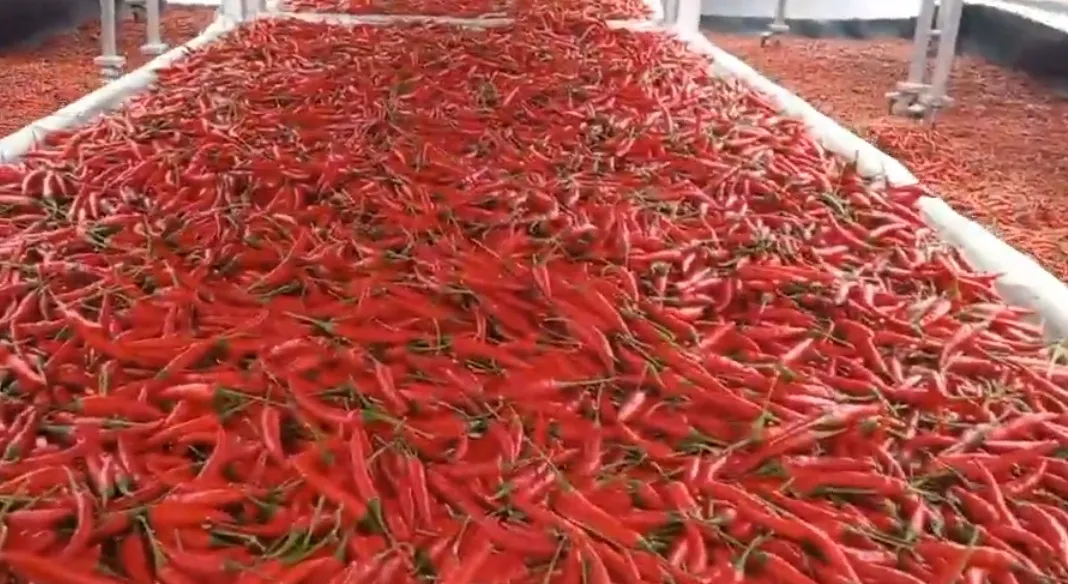 How are Chilli Farmers in TN's Ramanathapuram Coping with Unseasonal Rains?