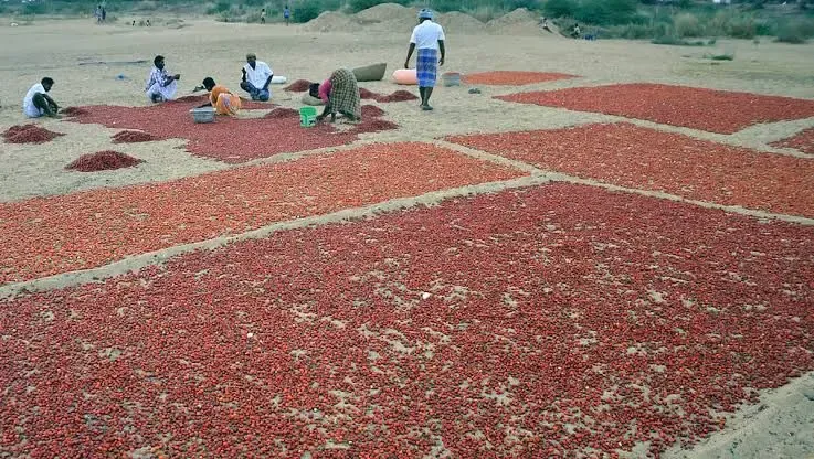 Chilli Prices Surge in Ramanathapuram Amid Crop Losses