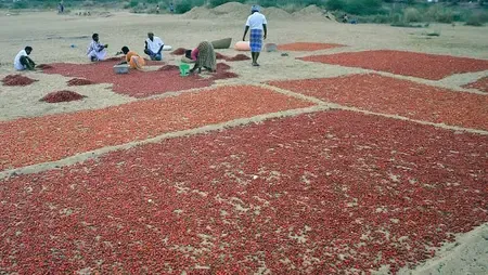 Chilli Prices Surge in Ramanathapuram Amid Crop Losses