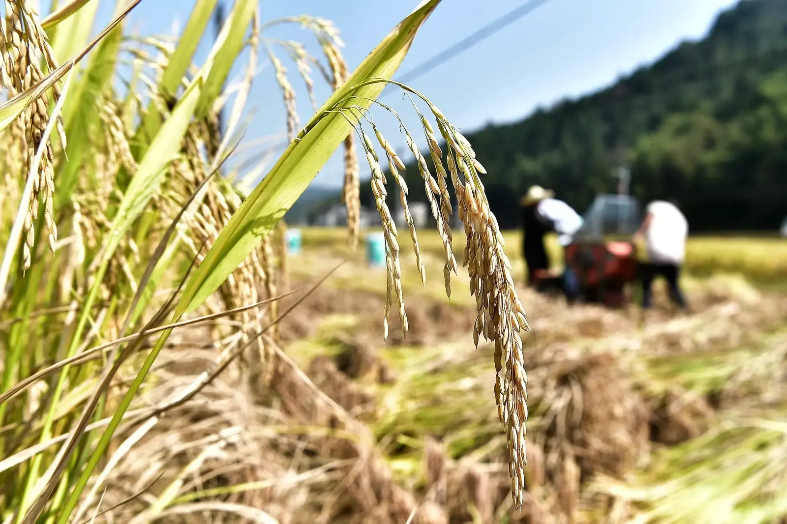 चीन का अनाज उत्पादन लगातार दो साल से 70 करोड़ टन से अधिक, प्रति व्यक्ति उपलब्धता 500 किलो पार