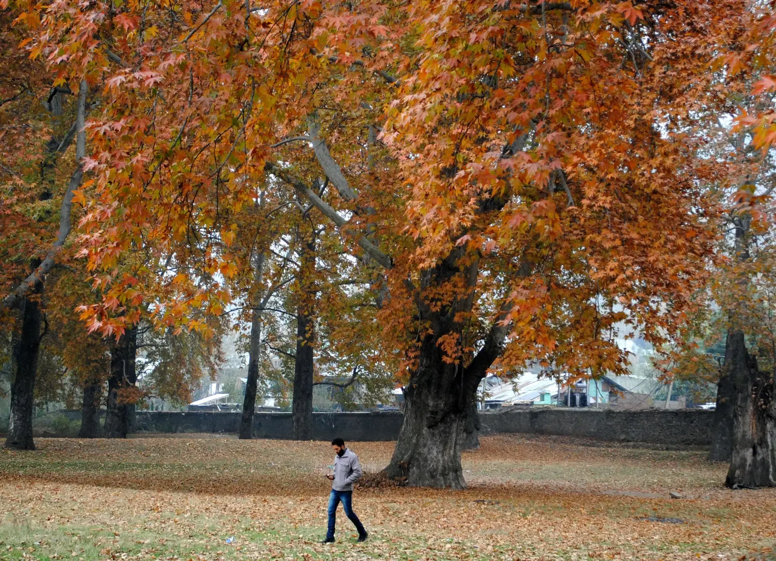 650-year-old Chinar tree in J&K's Budgam among Asia's oldest