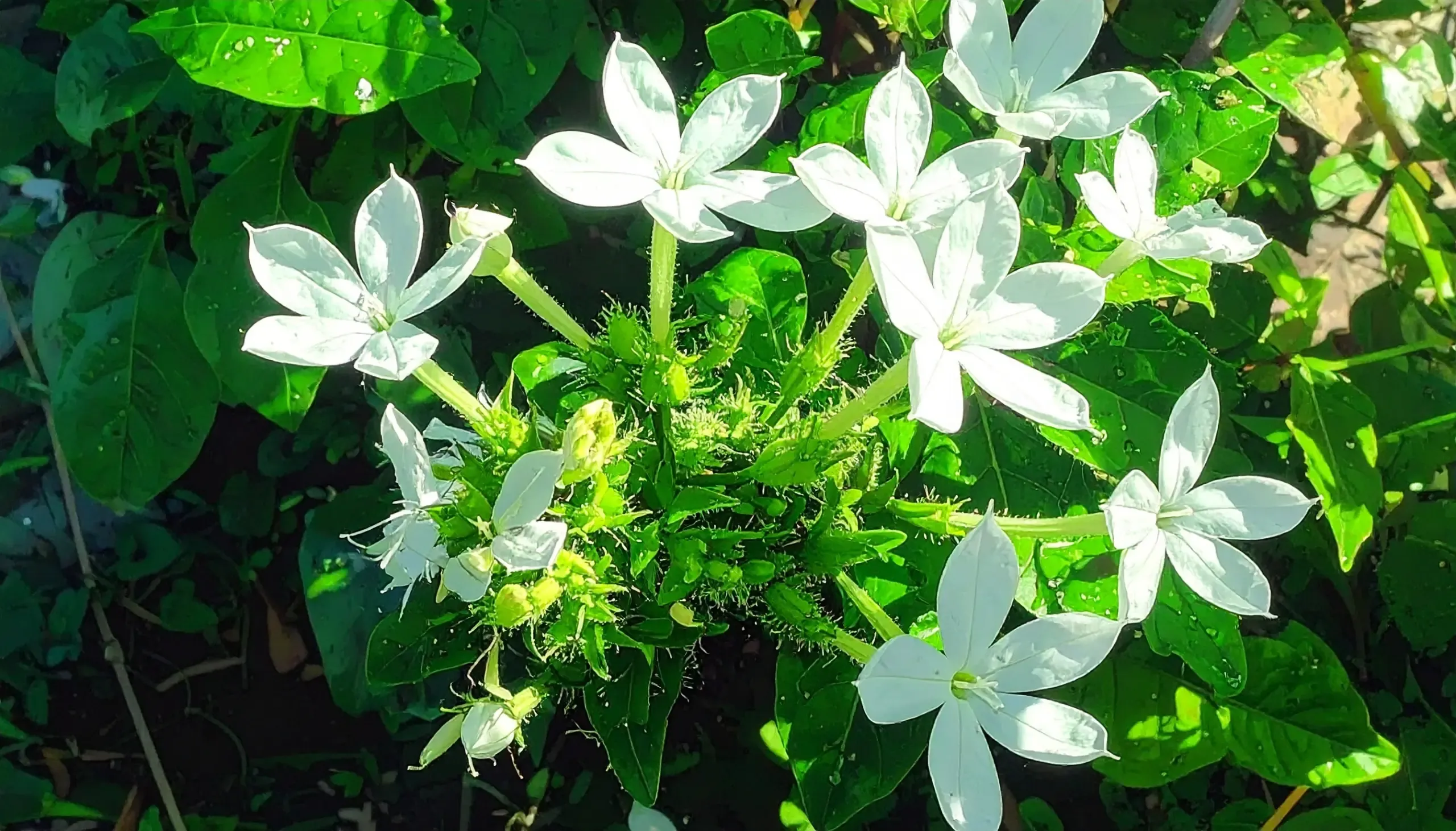 क्या चित्रक आयुर्वेद की वह जड़ी-बूटी है, जो पेट से लेकर जोड़ों तक सबका ख्याल रखती है?