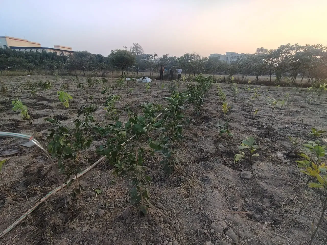 क्या सीआईएसएफ-एसएसजी ने ग्रुप कैंपस में पौधरोपण का अभियान चलाया?