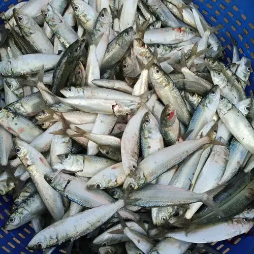 Is Climate Variability Transforming the Dynamics of Indian Sardines?