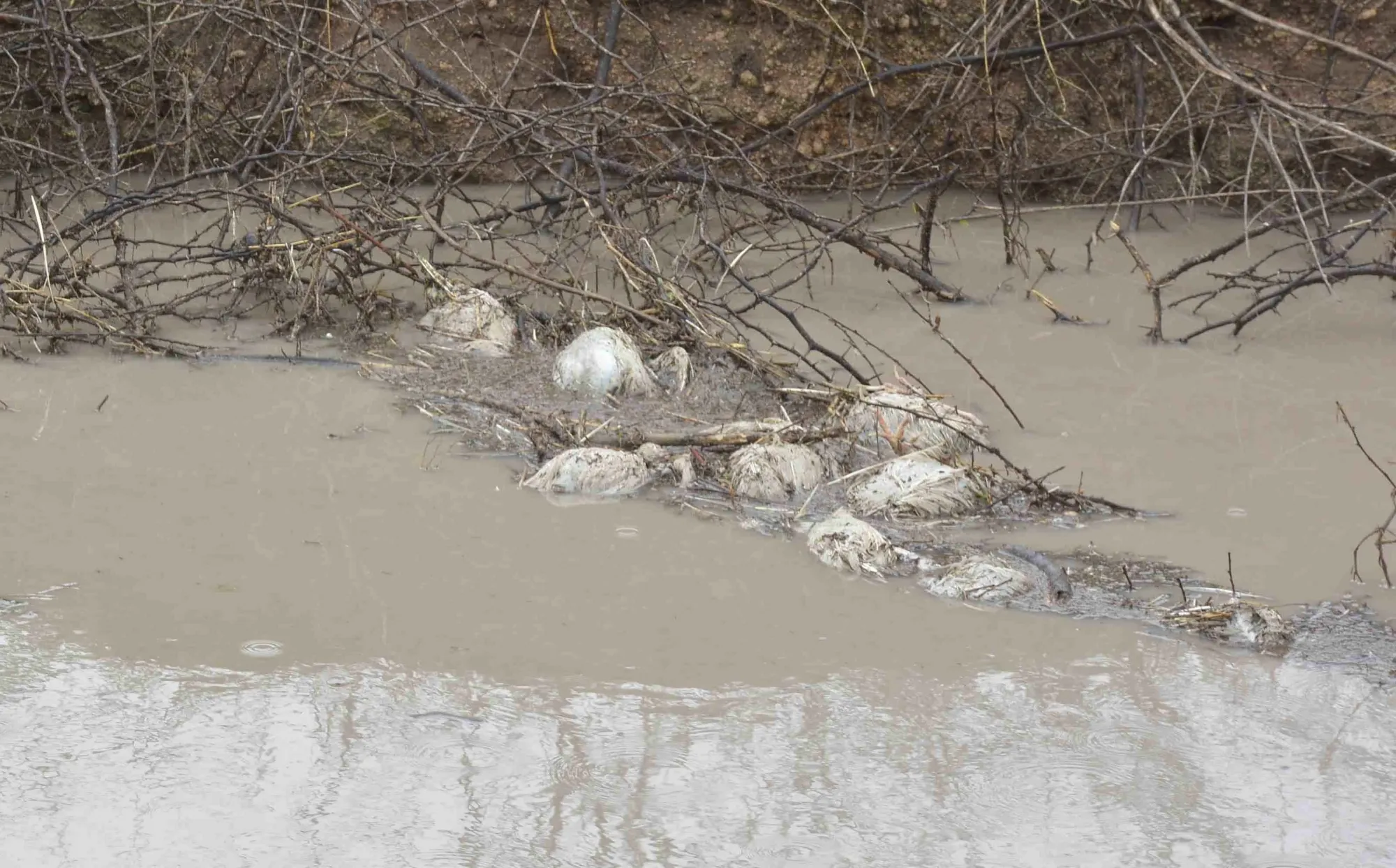 Can Climate and Wildlife Predict Bird Flu Outbreaks in Europe?