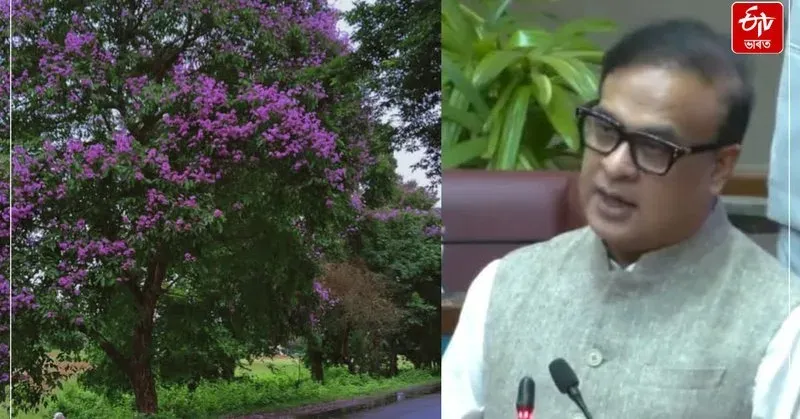 CM Assam: Khanapara-Jalukbari road to get tree-lined avenues