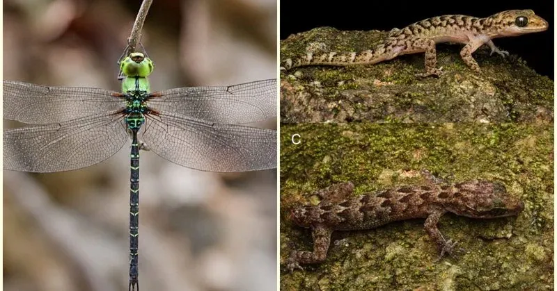 CM Assam Office Flags New Gecko, Dragonfly Finds in Northeast