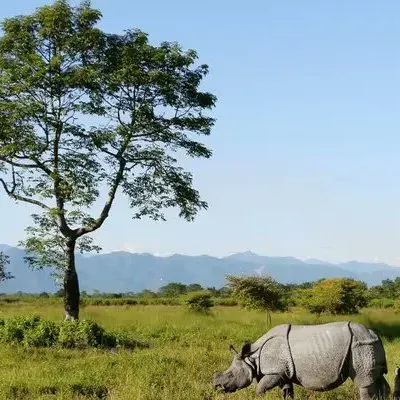 CM Assam Office Highlights 3 Conservation Moves at Manas
