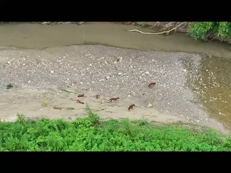 CM Assam Office Highlights Dhole Return to Barnadi WLS