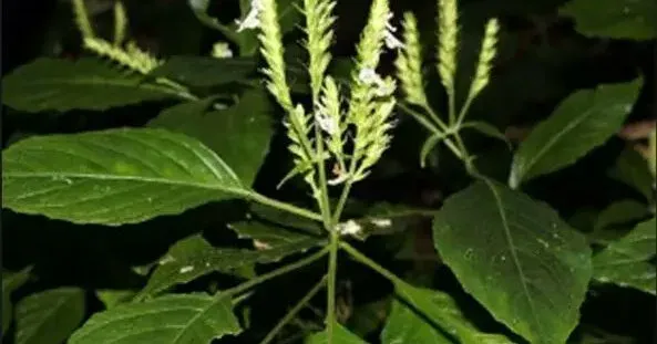 CM Assam Office: Rare Plant Rediscovered in Jatinga Hills