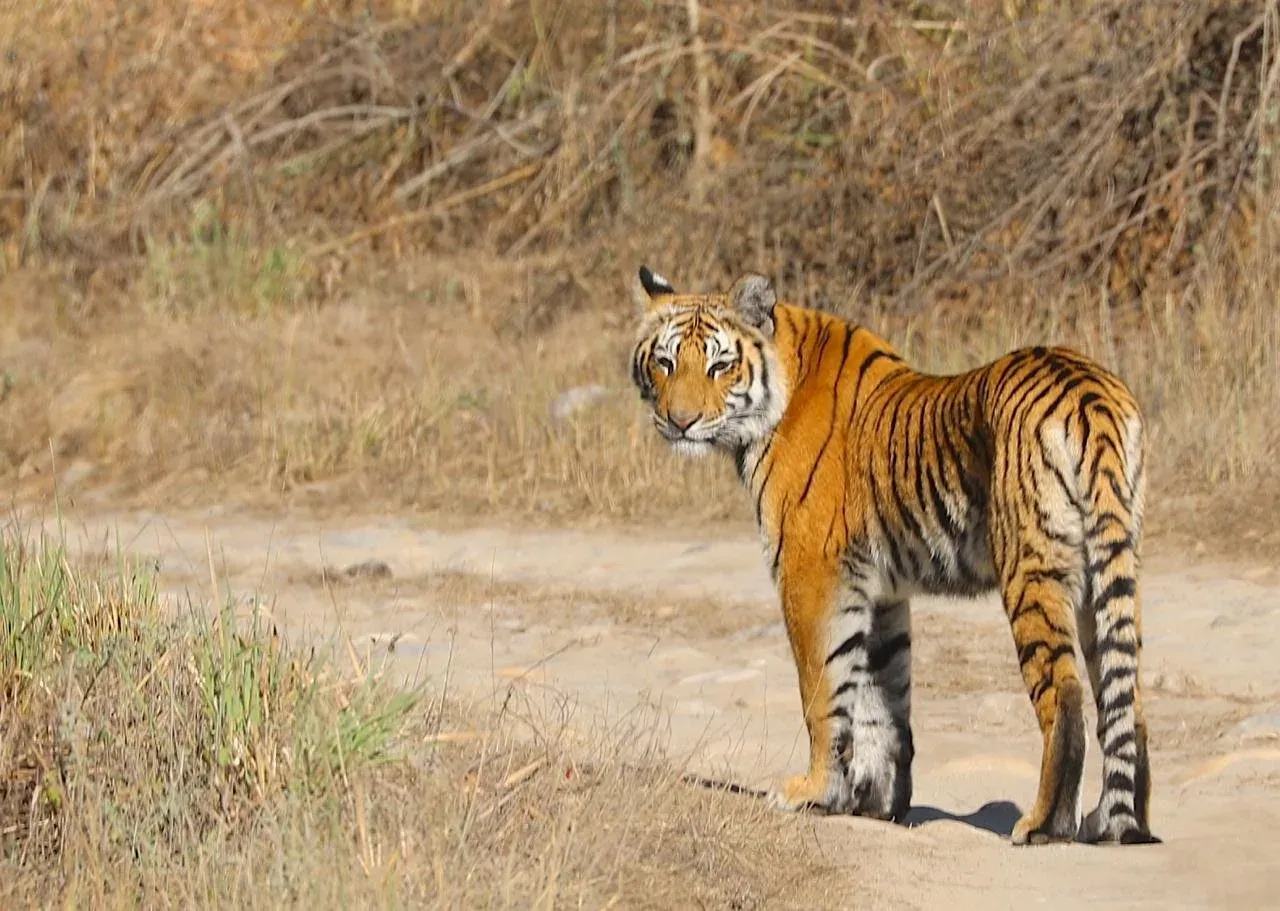 CM Dhami: Uttarakhand Tiger Count Up 215% Since 2006