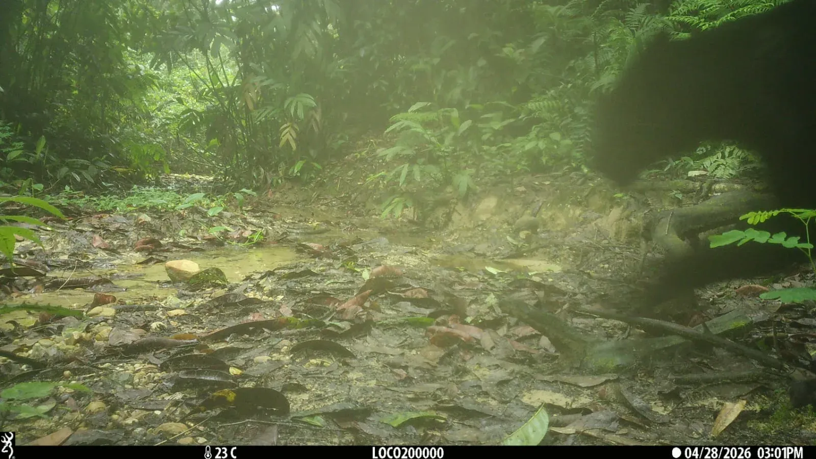 CM Himanta flags Assam's first Black Panther camera-trap sighting