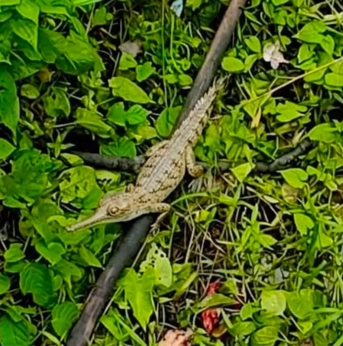 CM Himanta Flags Gharial Sighting as Sign of Assam River Revival