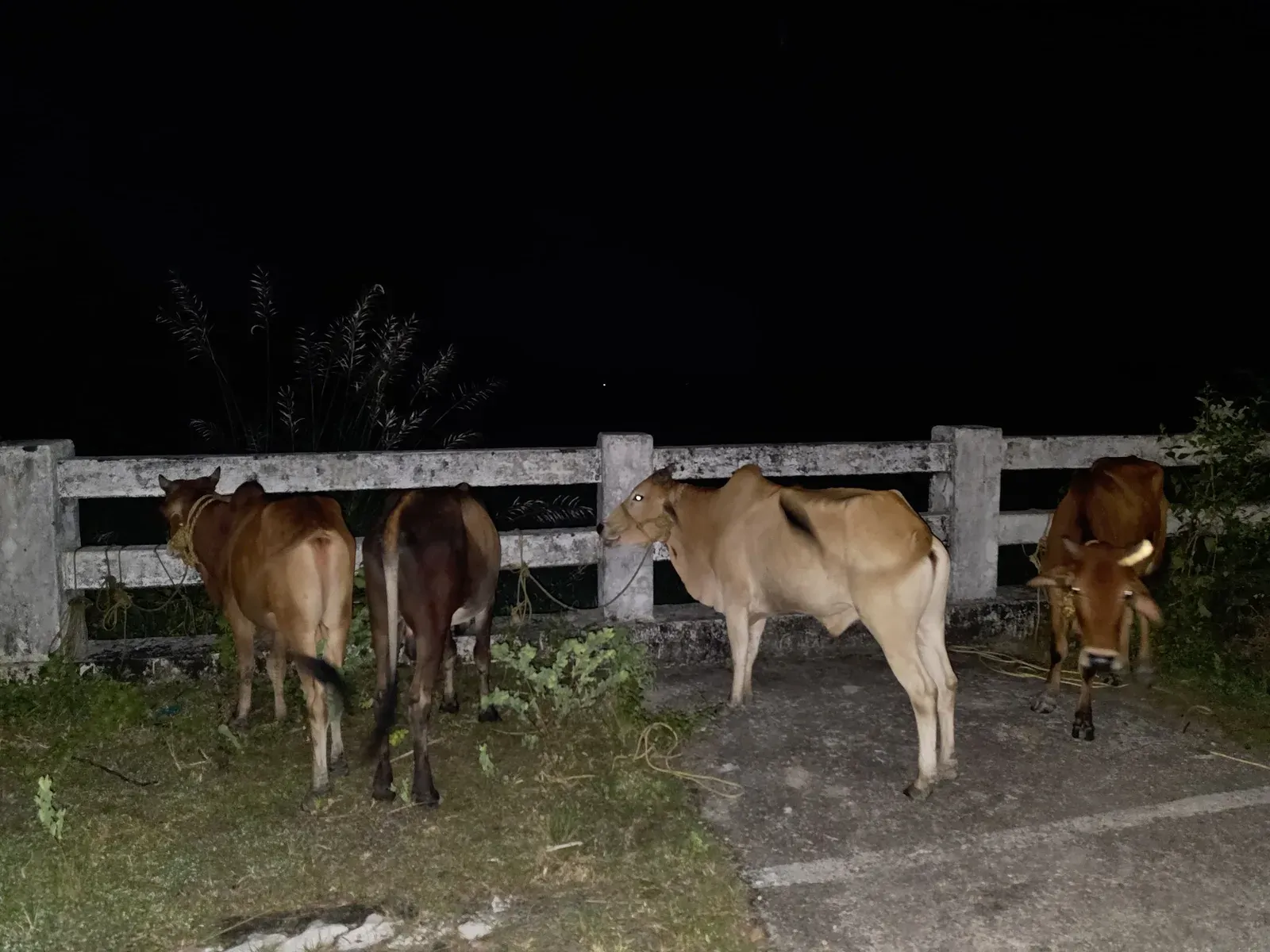 CM Himanta Flags Kokrajhar Police Cattle Recovery Op
