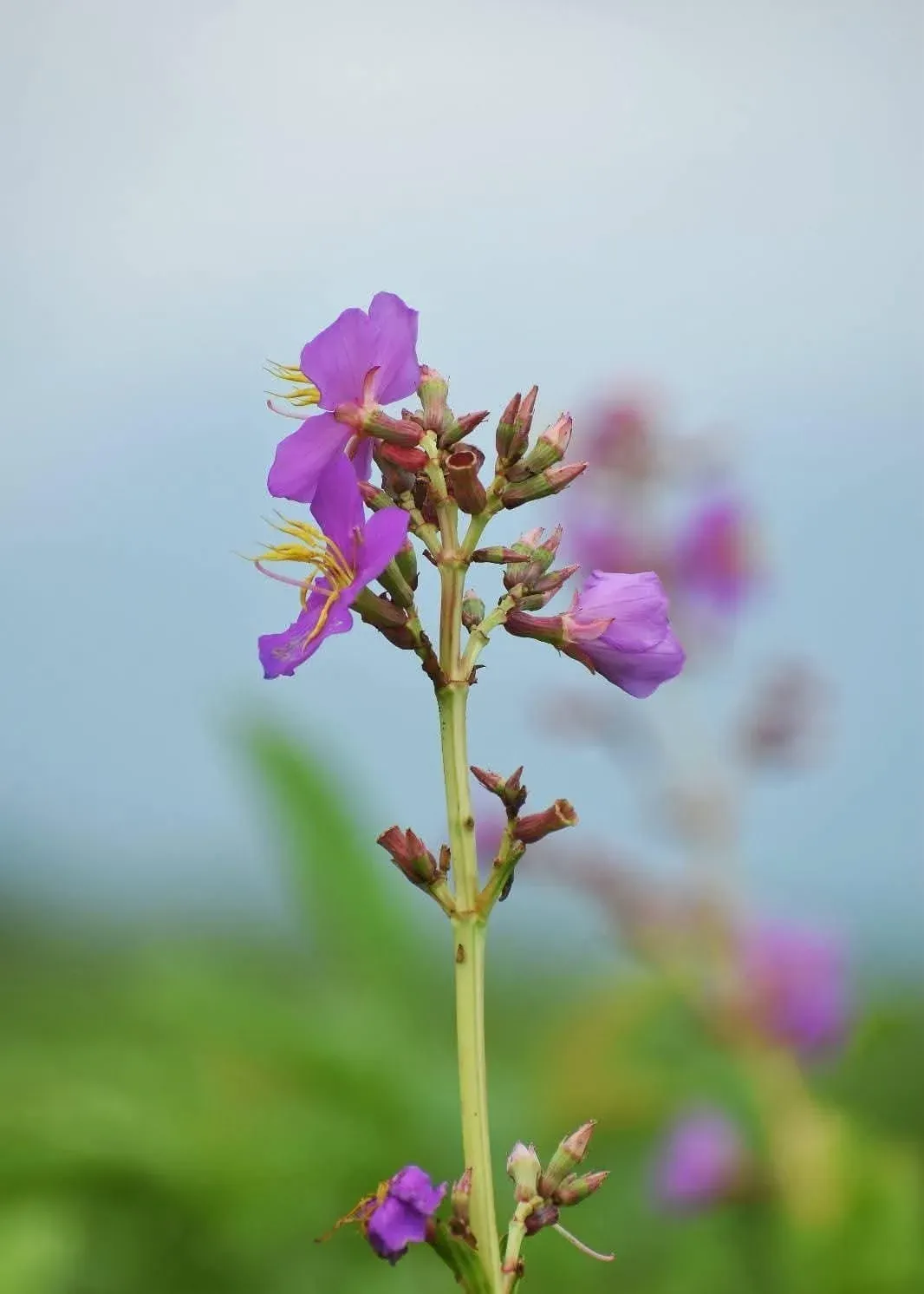 CM Himanta flags new flower species found in Manas National Park