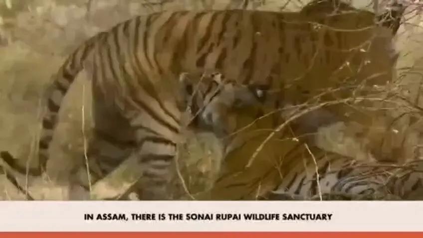 CM Himanta Hails PM Modi's Mann Ki Baat Shoutout for Assam Wildlife