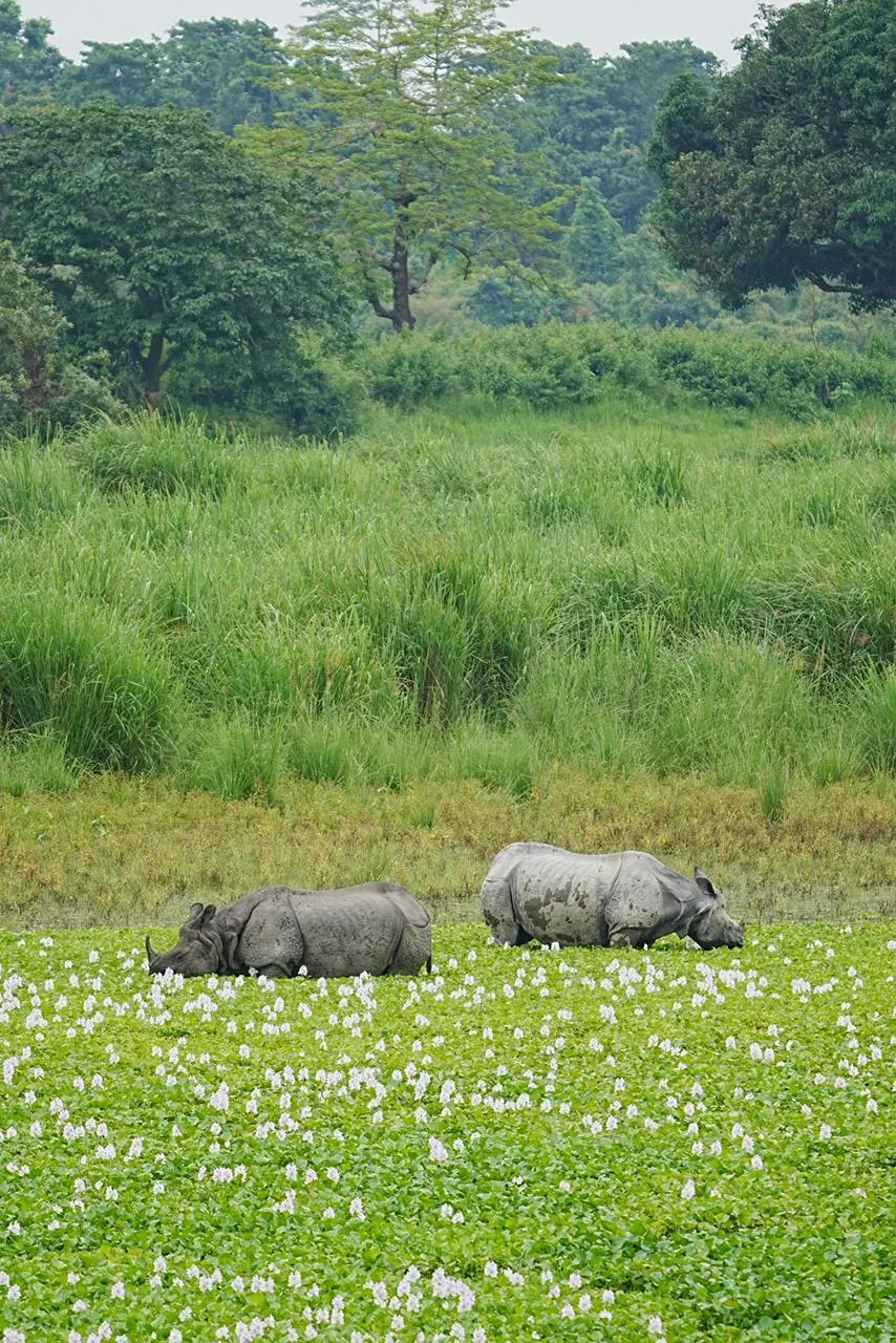 CM Himanta Highlights Assam's Rhino Conservation Win