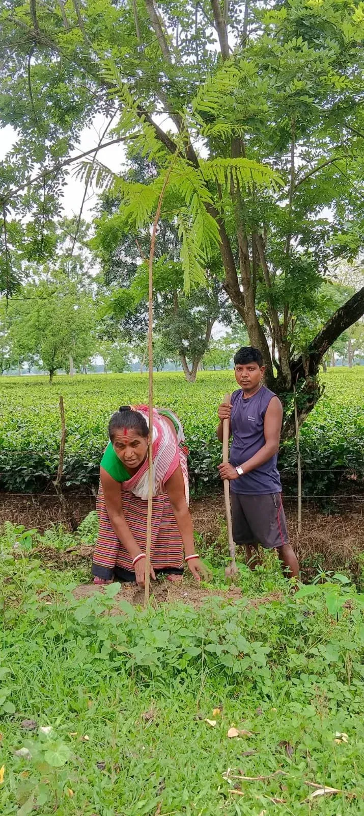 CM Himanta Leads Assam's 1-Crore Tree Drive on World Environment Day