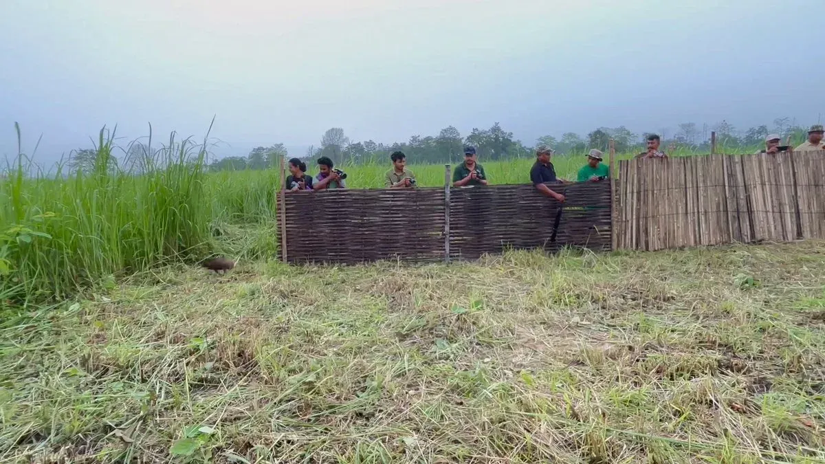 CM Himanta Oversees Release of 15 Pygmy Hogs at Manas
