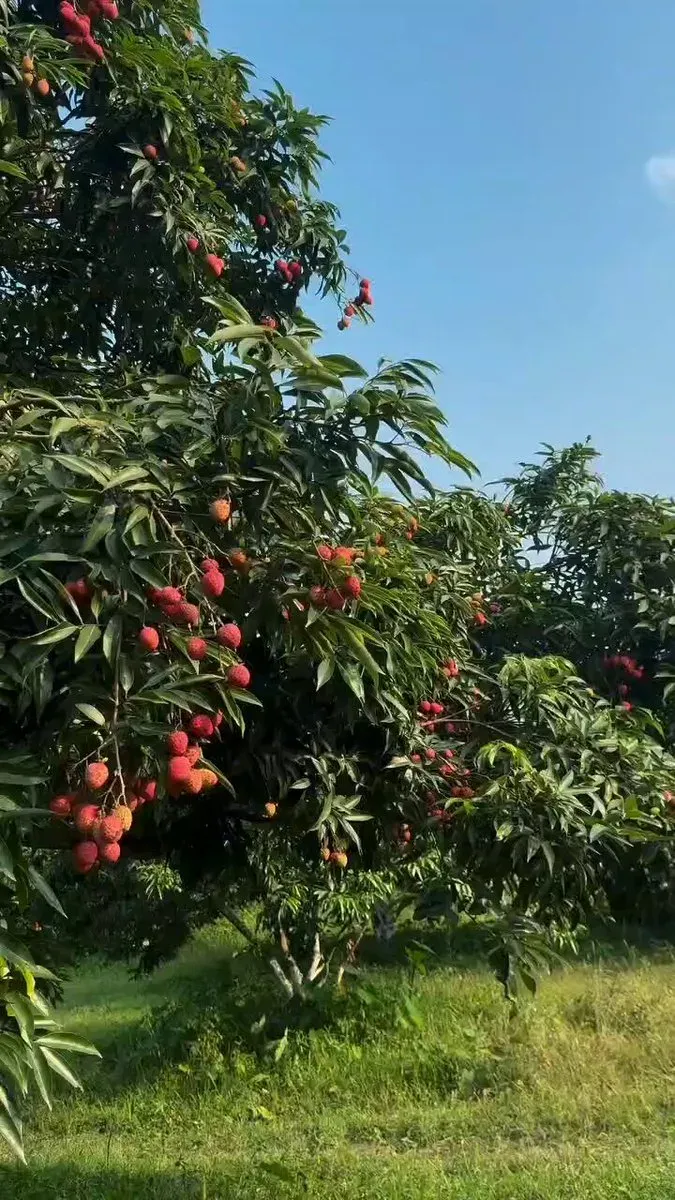 CM Himanta Promotes Assam's GI-Tagged Tezpur Litchis