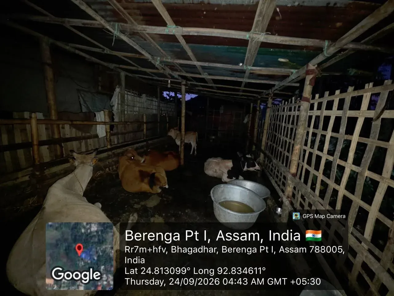 CM Himanta's Assam Police Bust 125 Cattle, Arrest 6 Smugglers