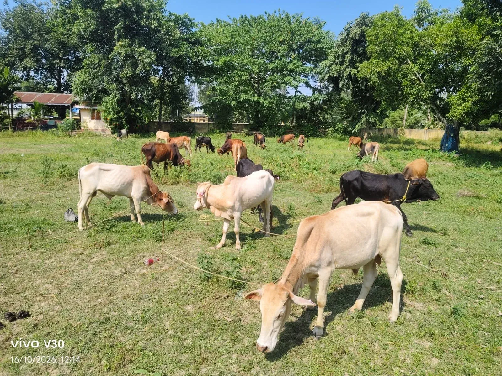 CM Himanta's Darrang Police Rescues 21 Cattle From Smugglers