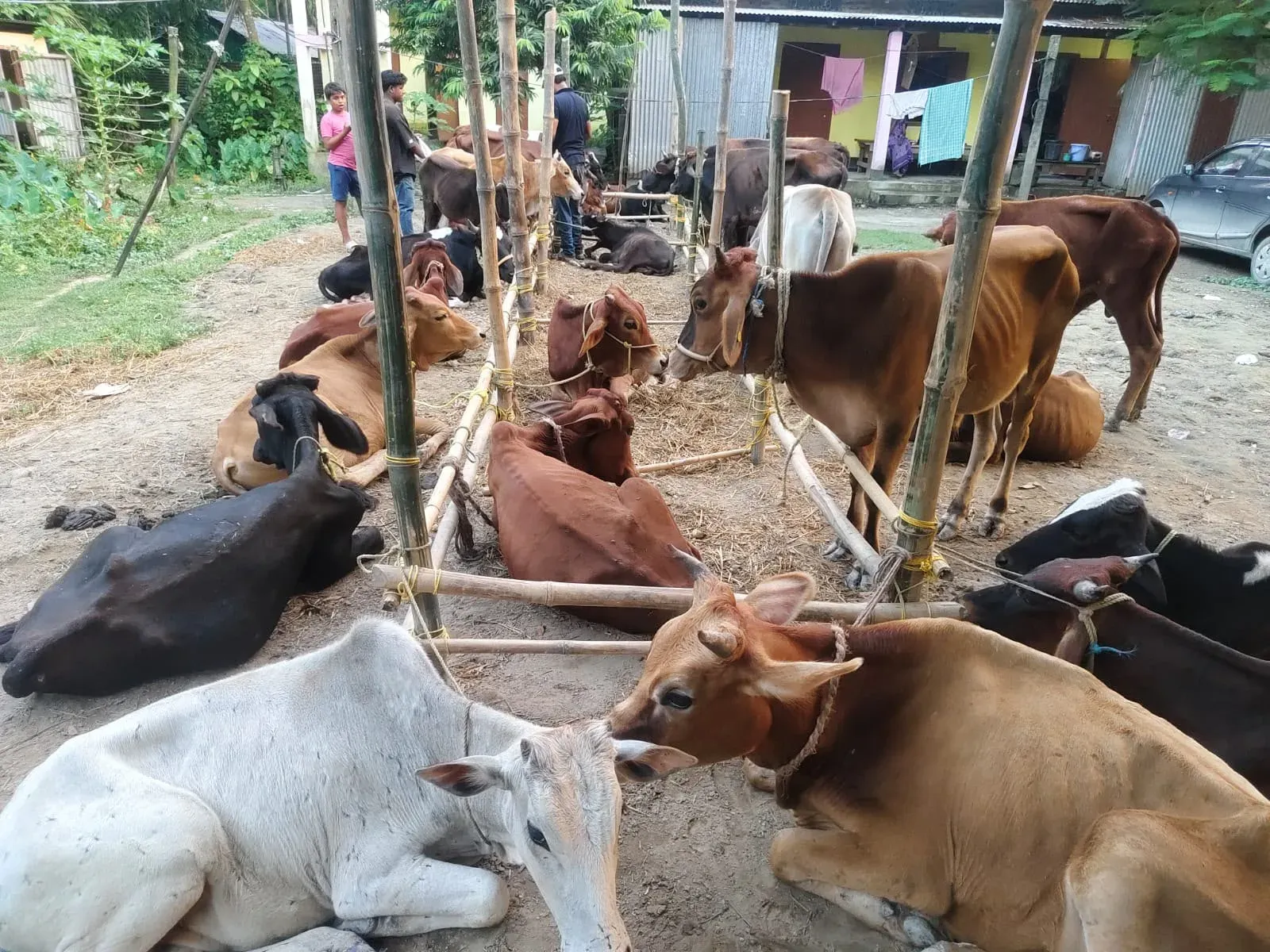 CM Himanta's Dhubri Police recover 24 cattle, seize boat in smuggling ops