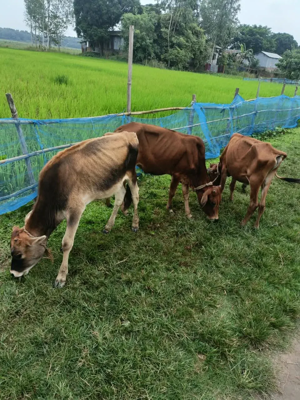 CM Himanta's Kokrajhar Drive: 28 Cattle, 13 Arrests
