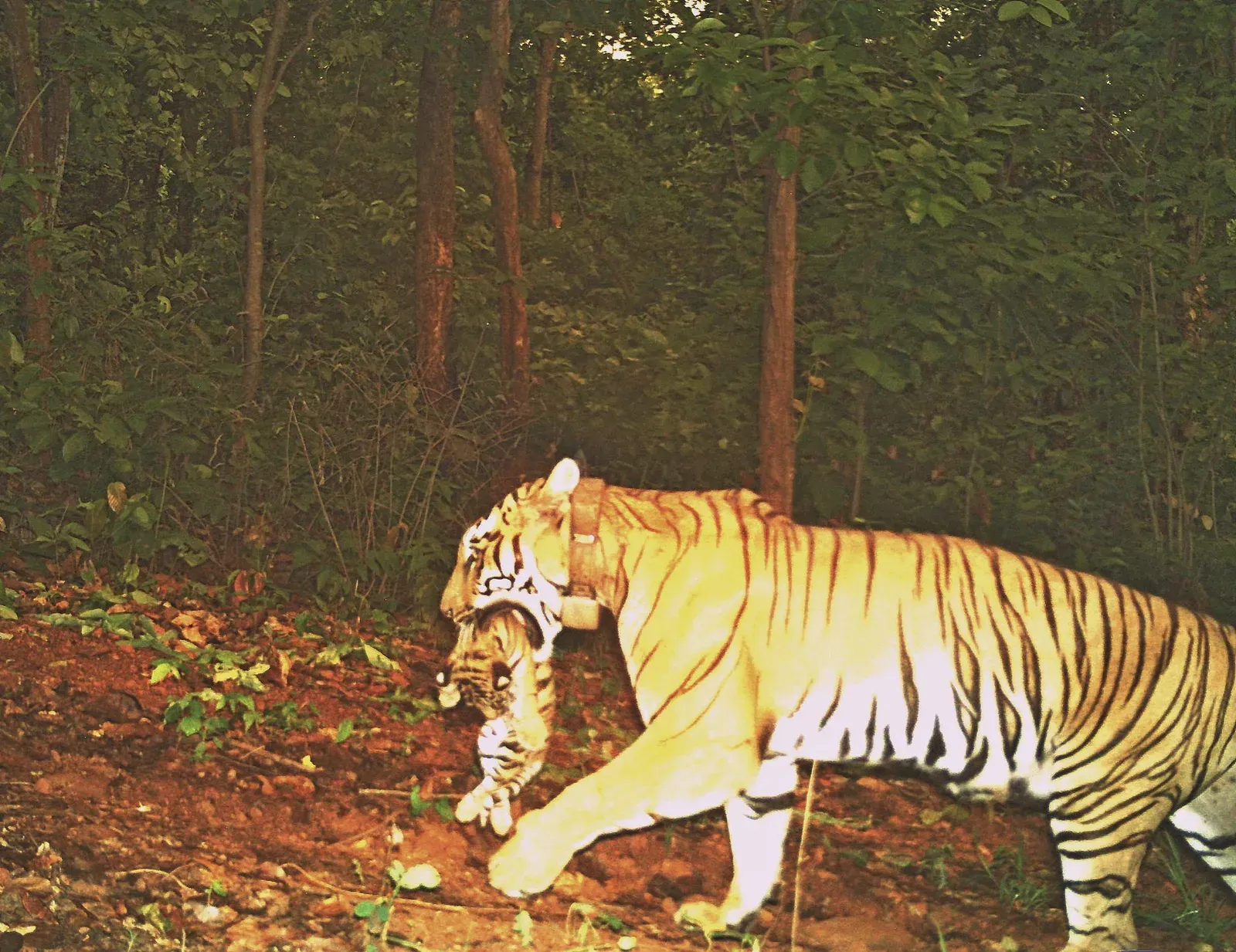 CM Majhi hails tigress 'Jinat' birthing four cubs at Similipal