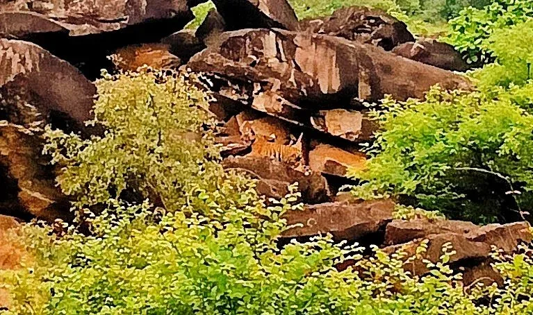 CM Mohan Yadav Hails Tiger Cubs Born at Madhav Reserve