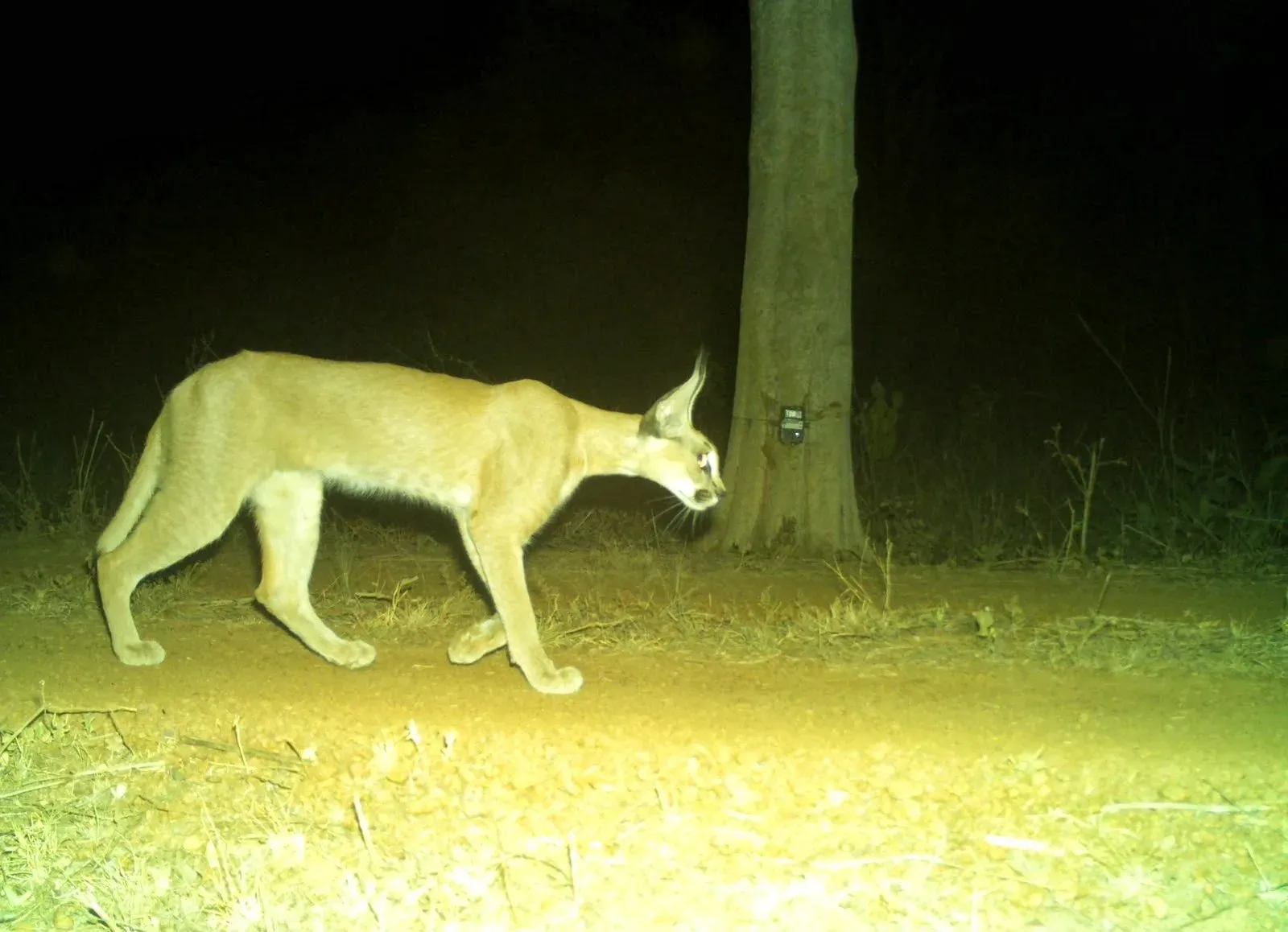 CM Mohan Yadav: Rare Caracal Returns to Kuno National Park