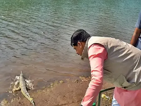Madhya Pradesh's CM Mohan Yadav Unleashes Rare Turtles and Gharials into Una River