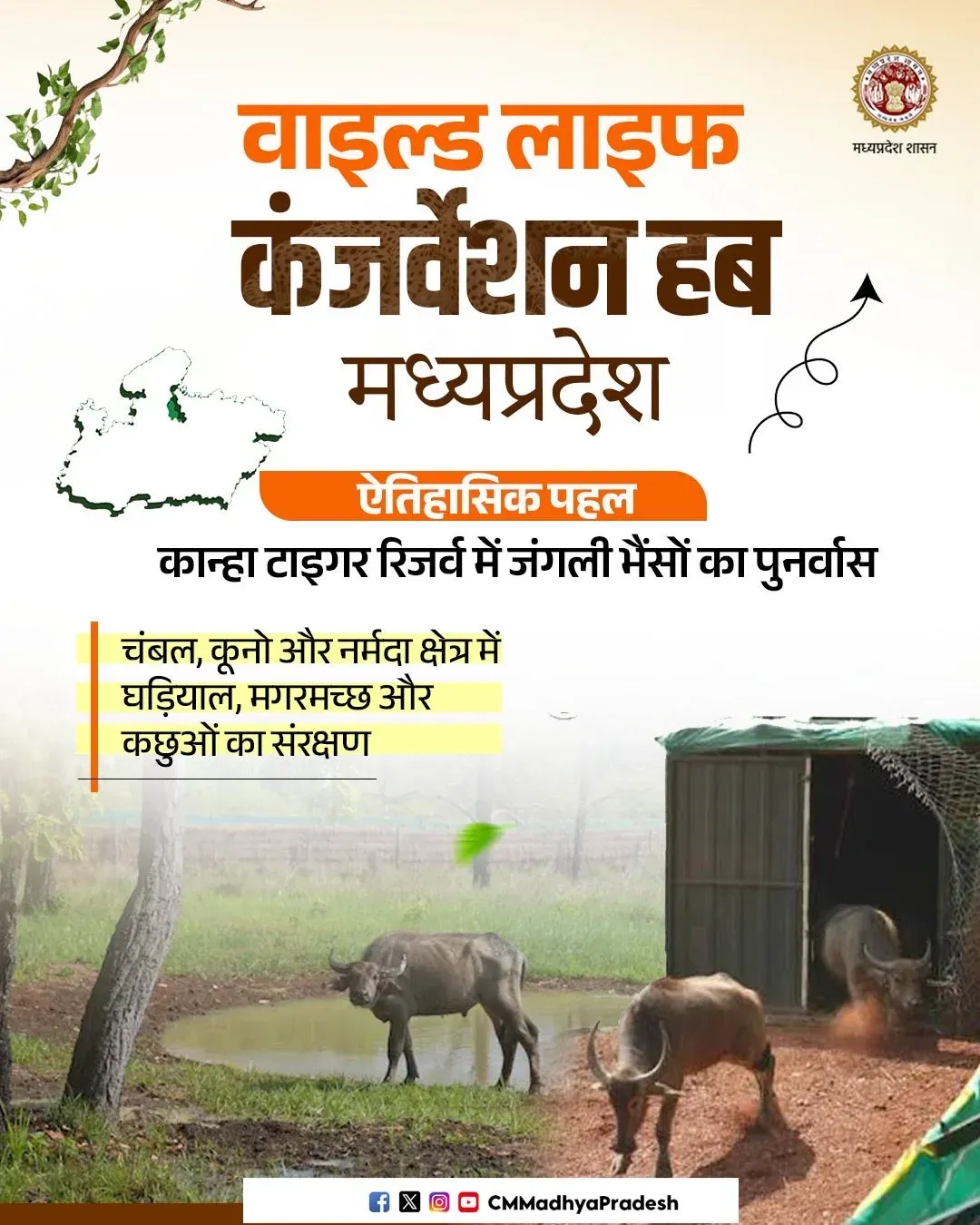 CM MP Office Announces Wild Buffalo Rehab at Kanha Reserve