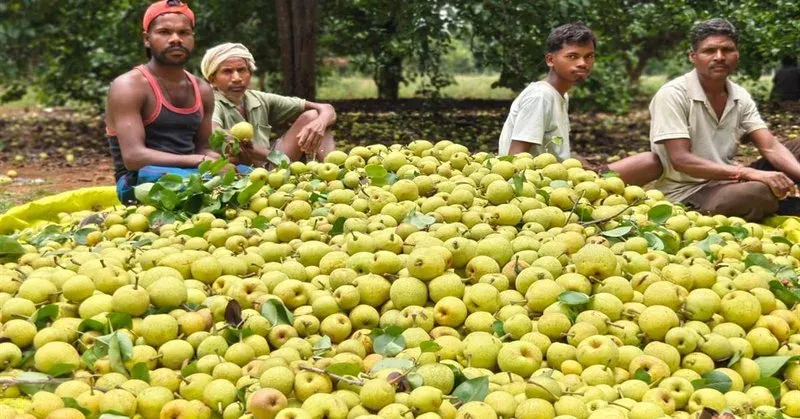 CM Sai Pushes Horticulture Shift in Chhattisgarh Tribal Belts
