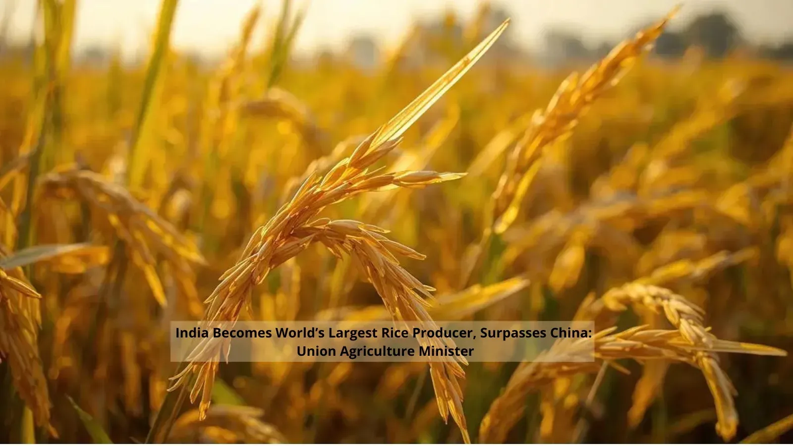CM Samrat Choudhary Hails India as World's Largest Rice Producer