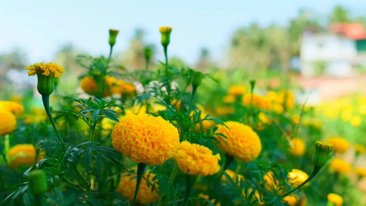 CM Sawant Backs Marigold Farming to Cut Goa's Festive Flower Imports