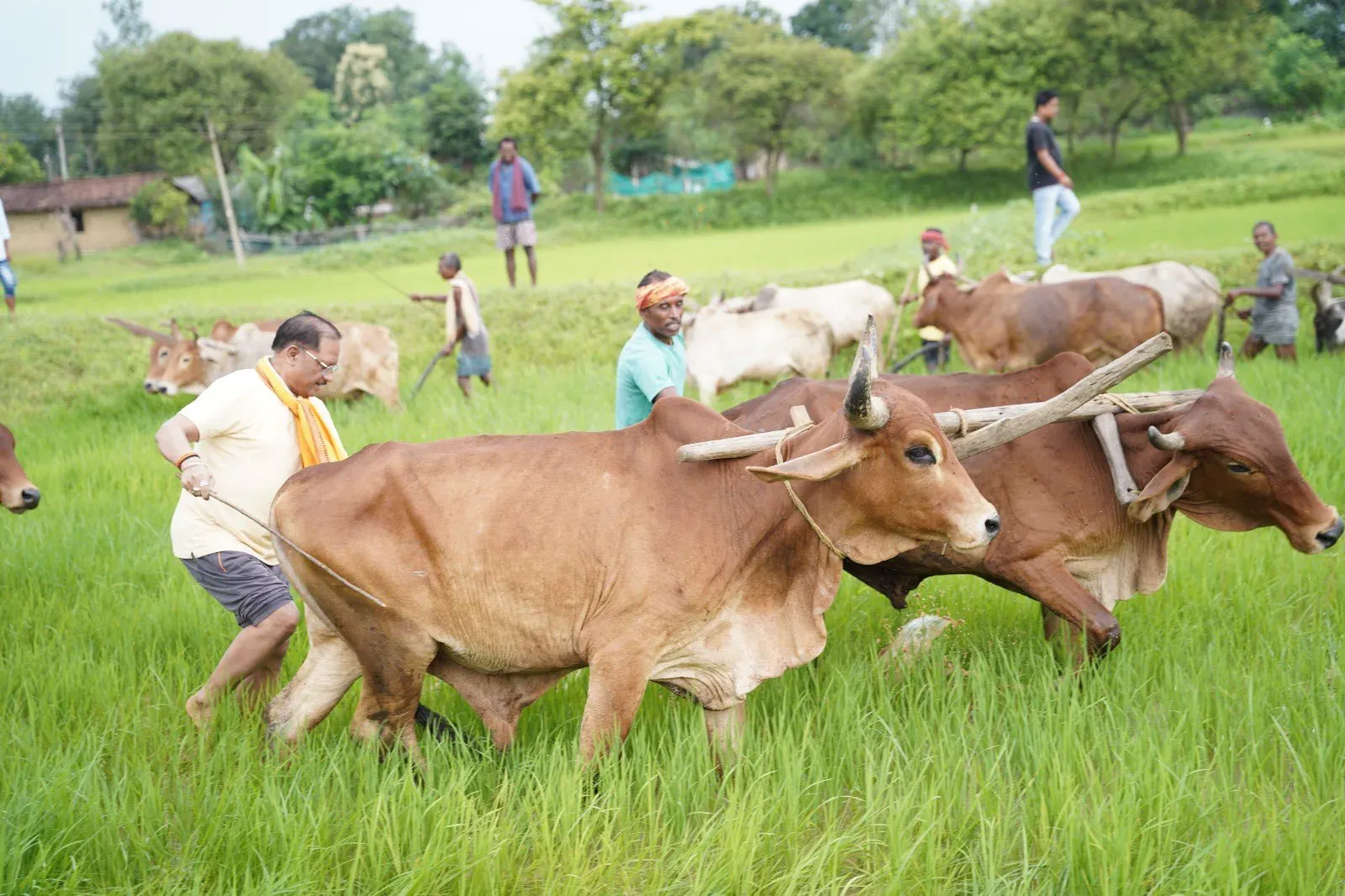 CM Vishnu Deo Sai Returns to His Fields in Jashpur