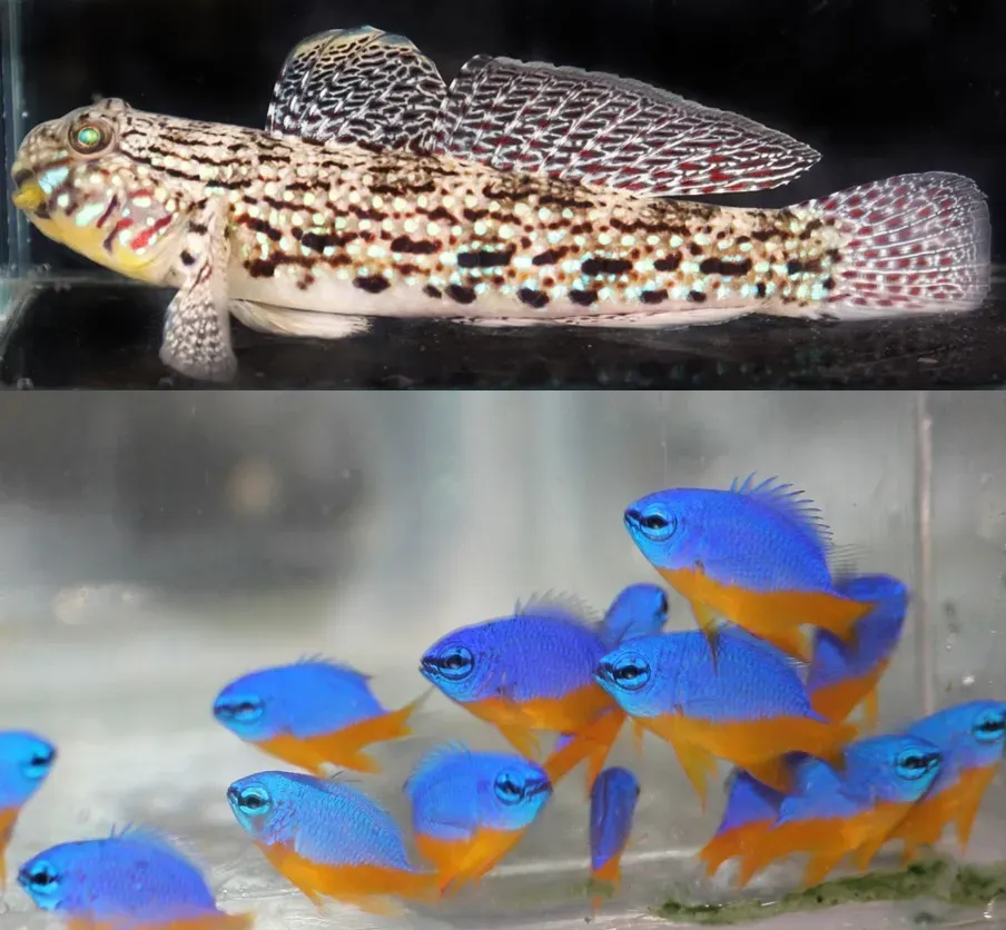CMFRI Marks a Milestone in Captive Breeding of Marine Ornamental Fish Species