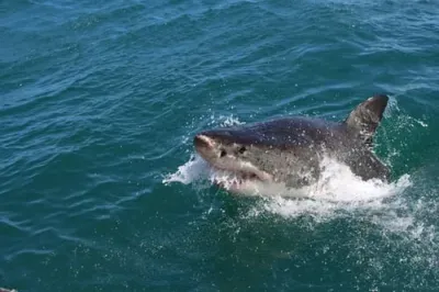 CMFRI launches Shark Aware app and e-learning module for shark conservation